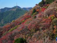 山东临朐：金秋时节红叶美
