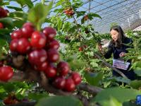 河北乐亭：温室暖 花枝俏 果香溢
