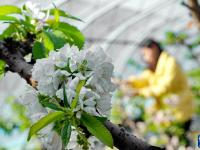 河北乐亭：温室暖 花枝俏 果香溢
