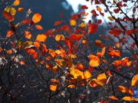 山东临朐：金秋时节红叶美
