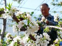 河北乐亭：温室暖 花枝俏 果香溢
