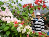 江苏沭阳：“花木之乡”的“美丽经济”
