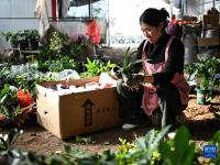江苏沭阳：“花木之乡”的“美丽经济”

