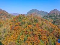 贵州百里杜鹃：色彩斑斓景如画
