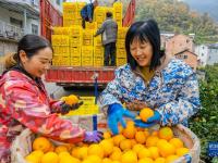 湖北秭归：冬季脐橙丰收上市
