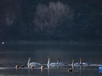高原黄河湿地迎来越冬天鹅
