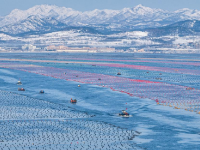 雪后海上生产忙
