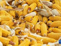 我国粮食产量连续9年稳定在1.3万亿斤以上
