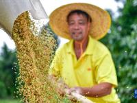 我国粮食产量连续9年稳定在1.3万亿斤以上
