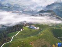 湖北鹤峰：乡村茶园振兴新画卷
