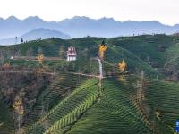 湖北鹤峰：乡村茶园振兴新画卷
