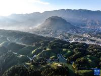 湖北鹤峰：乡村茶园振兴新画卷

