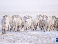 白驹踏瑞雪
