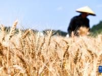 我国粮食产量连续9年稳定在1.3万亿斤以上
