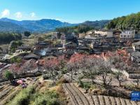 福建屏南：走出特色乡村振兴之路
