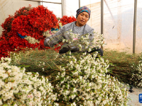 云南晋宁：年宵花走俏
