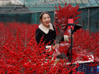 云南晋宁：年宵花走俏
