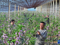 河北乐亭：冬季里来桃花开
