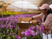 云南晋宁：年宵花走俏
