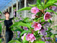 河北乐亭：冬季里来桃花开
