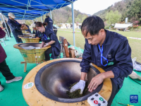 万亩茶园迎丰收 多措并举促共富
