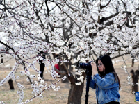 河北枣强：杏花绽放春意浓
