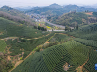 万亩茶园迎丰收 多措并举促共富
