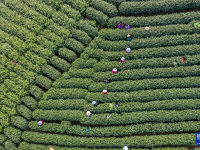 万亩茶园迎丰收 多措并举促共富
