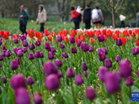杭州：郁金香花海引客来
