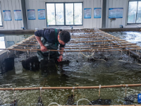 春季水乡育苗忙
