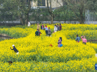 重庆：暖风微拂 花开大地
