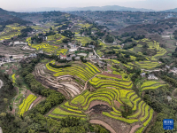 重庆綦江：春回大地 抢抓农时
