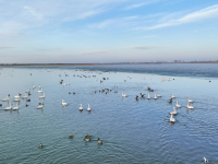 辽宁康平：卧龙湖湿地迎来大批候鸟
