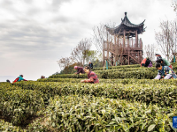 重庆綦江：春回大地 抢抓农时
