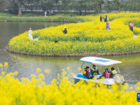 重庆：暖风微拂 花开大地
