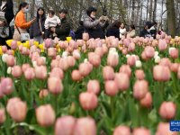 杭州：郁金香花海引客来
