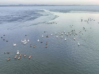 辽宁康平：卧龙湖湿地迎来大批候鸟
