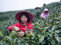 万亩茶园迎丰收 多措并举促共富

