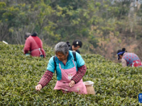 重庆綦江：春回大地 抢抓农时

