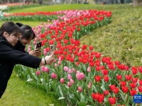 杭州：郁金香花海引客来
