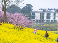 重庆：暖风微拂 花开大地
