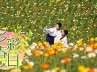 多彩春日
