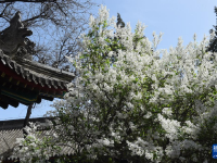 北京法源寺：丁香花开引客来
