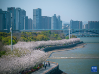 浙江杭州：“樱花跑道”引客来
