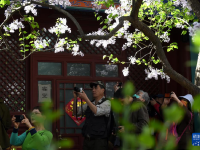 北京法源寺：丁香花开引客来
