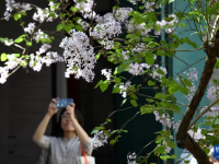 北京法源寺：丁香花开引客来
