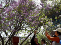 北京法源寺：丁香花开引客来
