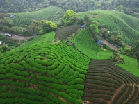 春满八桂大地
