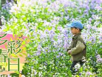 多彩春日
