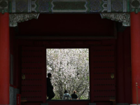 故宫花开

